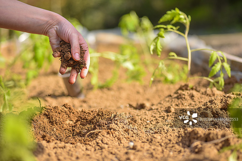 女人手捧花园土壤图片素材