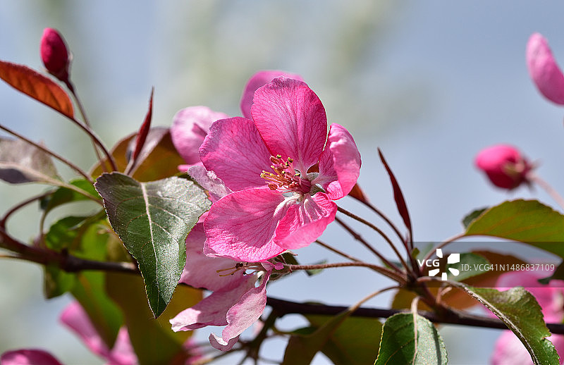 春季花园里苹果树的大朵粉色花朵图片素材