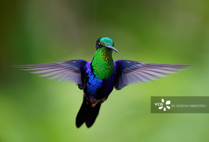 冠木蜂鸟图片素材