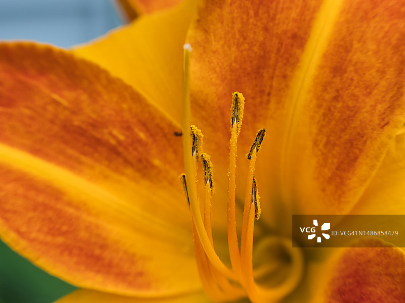 黄色百合花特写图片素材