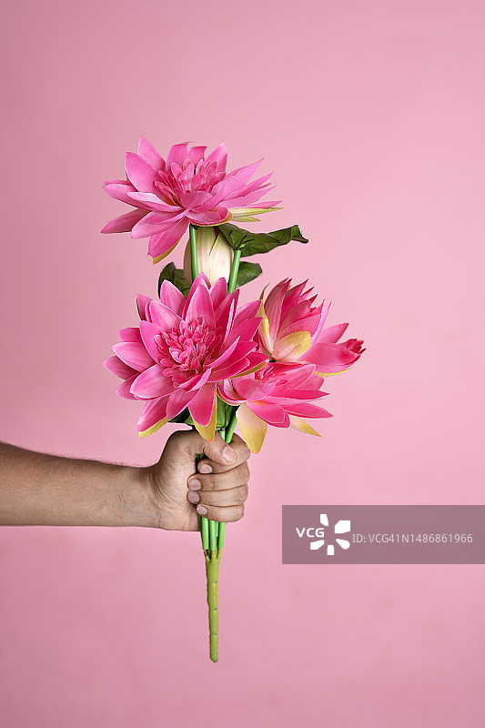 粉色背景中美丽的荷花图片素材