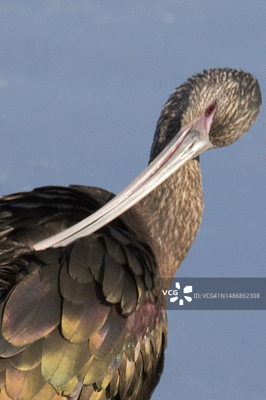 白面彩鹮梳理羽毛特写图片素材