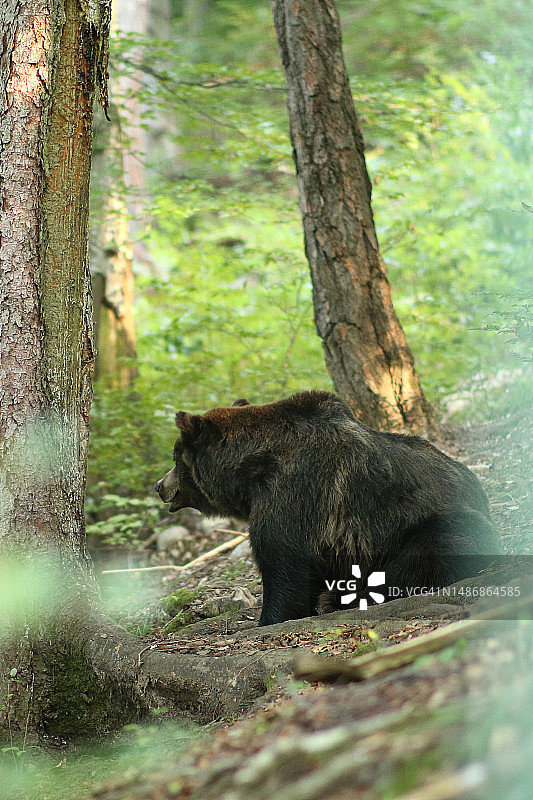森林里的小熊图片素材