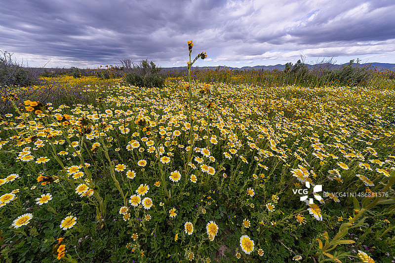 卡里佐平原国家纪念碑的Tidytips和Fiddlenecks图片素材