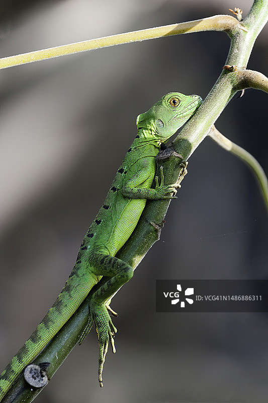 卡诺内格罗哥斯达黎加河岸附近的年轻蜥蜴图片素材
