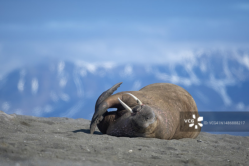 海象在海滩上休息，背景是斯瓦尔巴的山脉图片素材