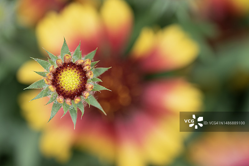 高雅菊花蕾特写，背景为散焦花朵图片素材