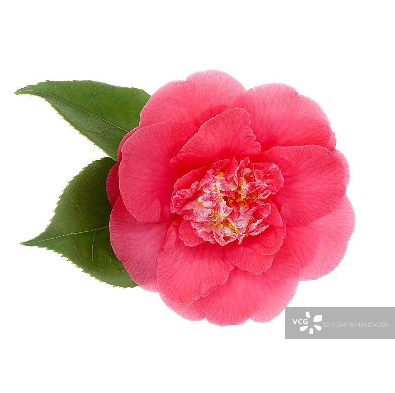 粉色山茶花图片素材