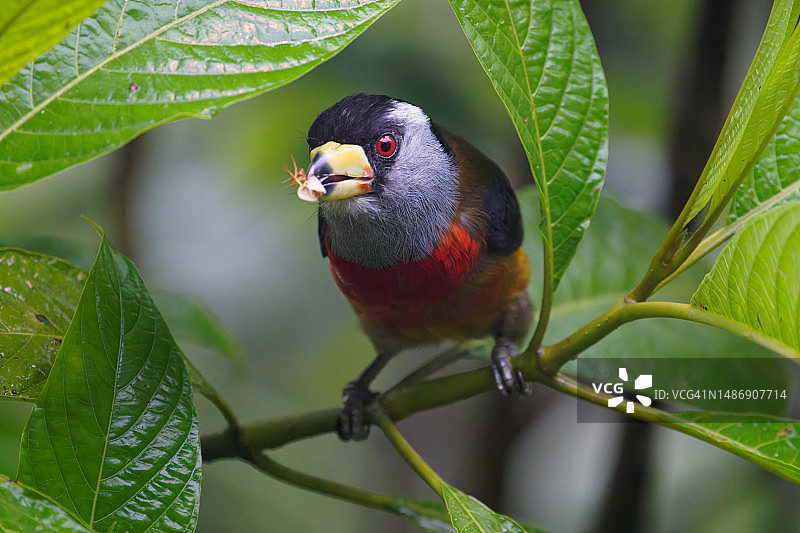 鵎鵣拟鴷图片素材
