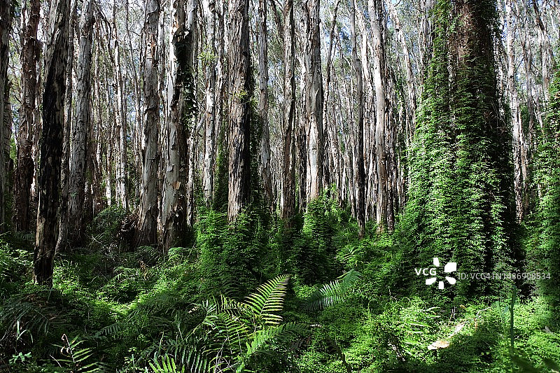 昆士兰州七十附近的千层皮树林，澳大利亚图片素材