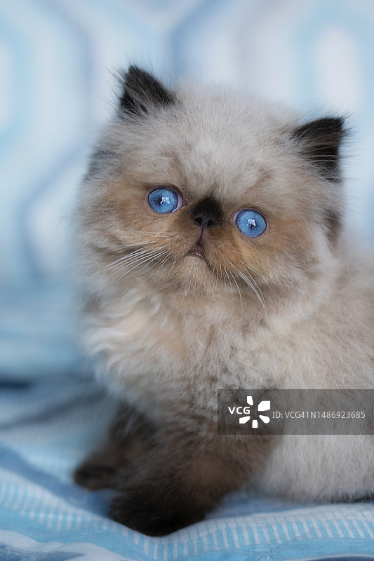 蓝眼睛喜马拉雅海豹色小猫看着镜头图片素材
