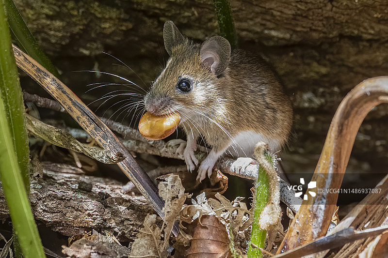 抱着玉米的林鼠图片素材