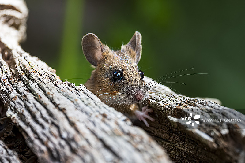 从原木顶部探出头的木鼠图片素材