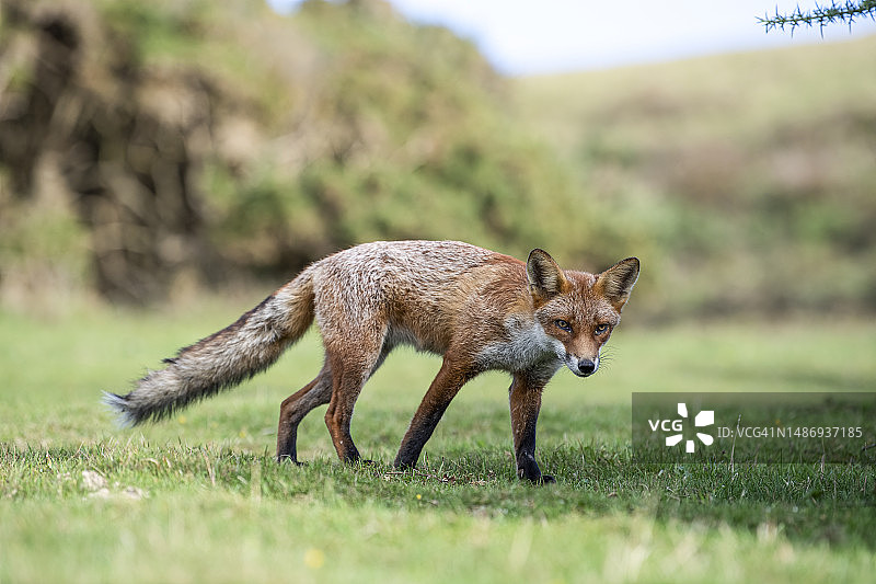 狐狸狩猎图片素材