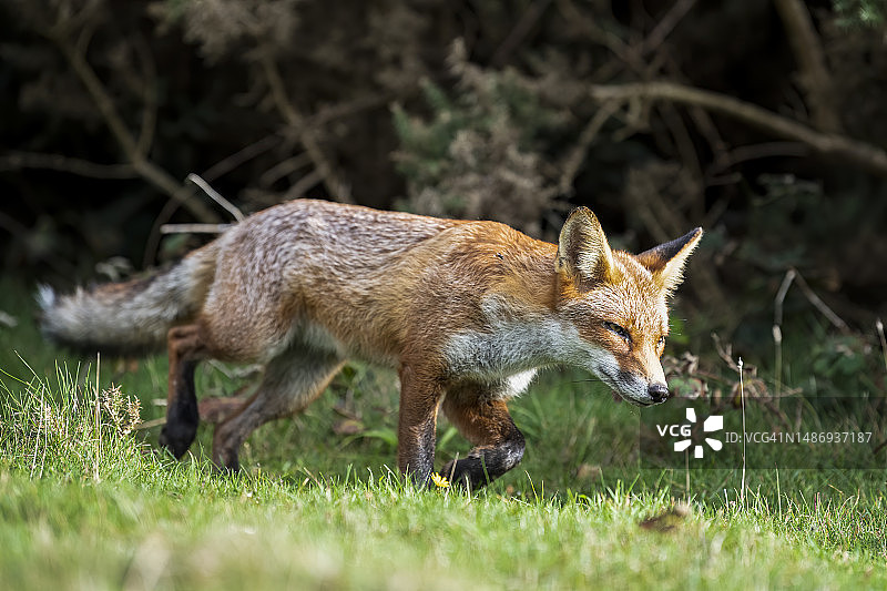 狡猾的狐狸图片素材