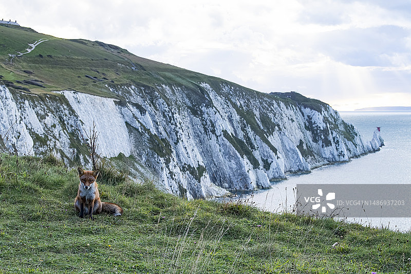 英国怀特岛日落下的狐狸图片素材