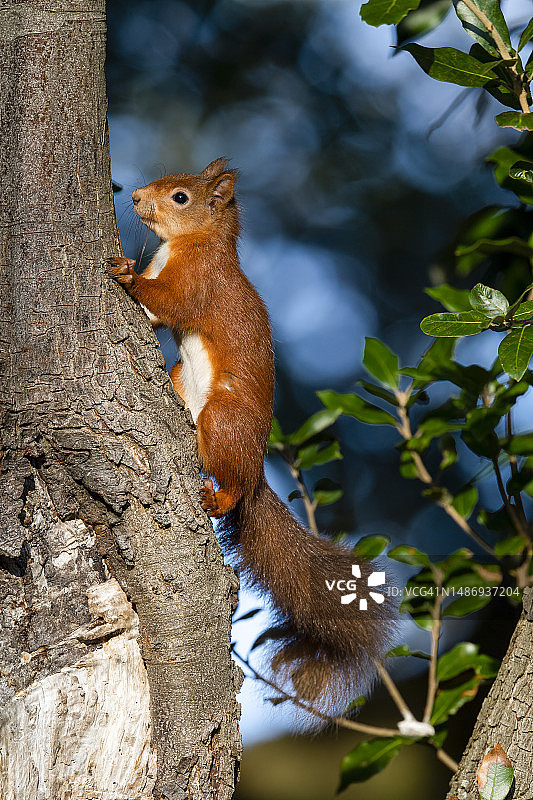 树上的红松鼠图片素材