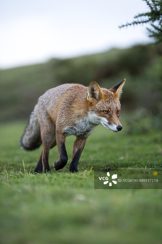 红狐狸图片素材
