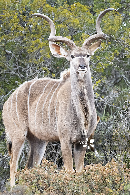 大角斑羚图片素材