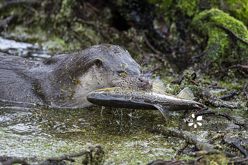 水獭捕食鳟鱼图片素材