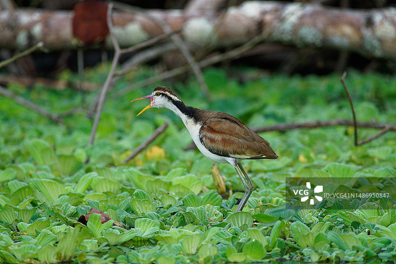 肉垂水雉幼鸟图片素材
