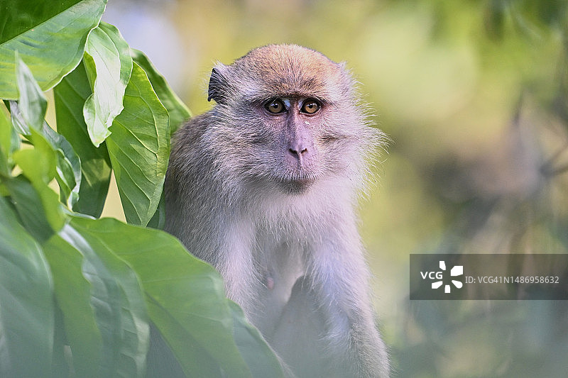 雄性食蟹猕猴肖像图片素材