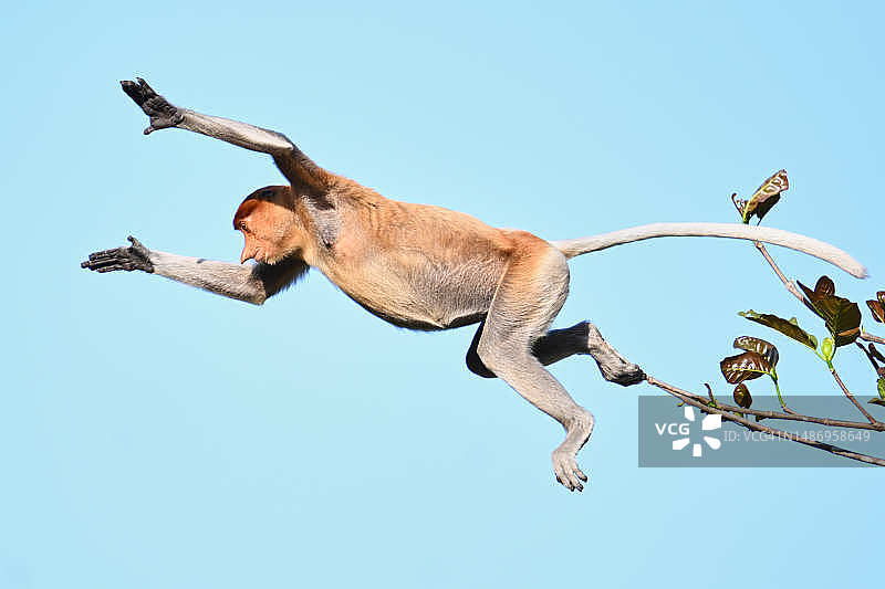 长鼻猴跳跃图片素材