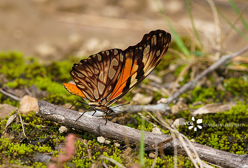 朱诺长翅凤蝶图片素材
