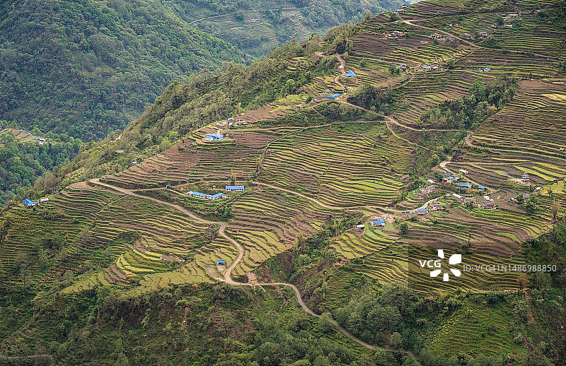 尼泊尔安纳普尔纳地区的梯田美景图片素材