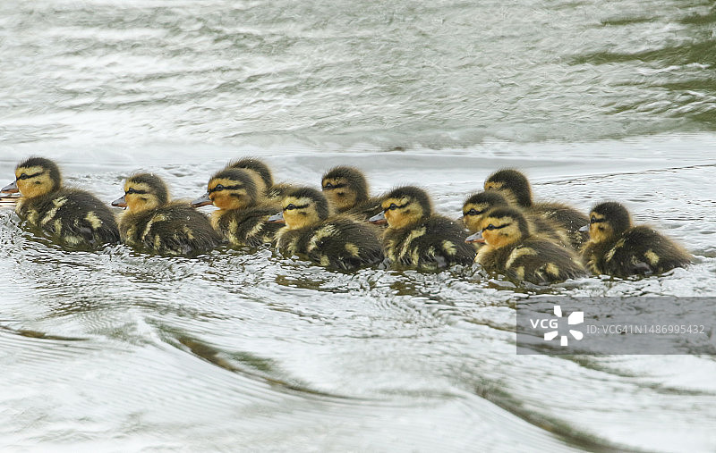 十一只绿头鸭幼崽在春天的河流中游泳图片素材