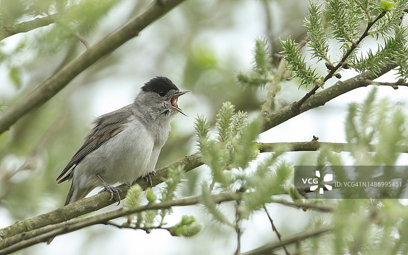 一只歌唱的雄性黑顶雀（Sylvia atricapilla），春天栖息在一棵柳树的树枝上。图片素材
