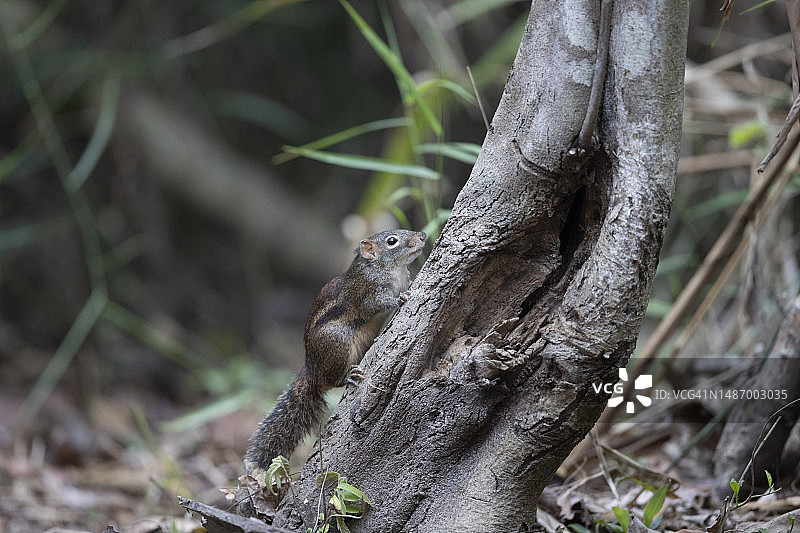 柬埔寨条纹松鼠图片素材