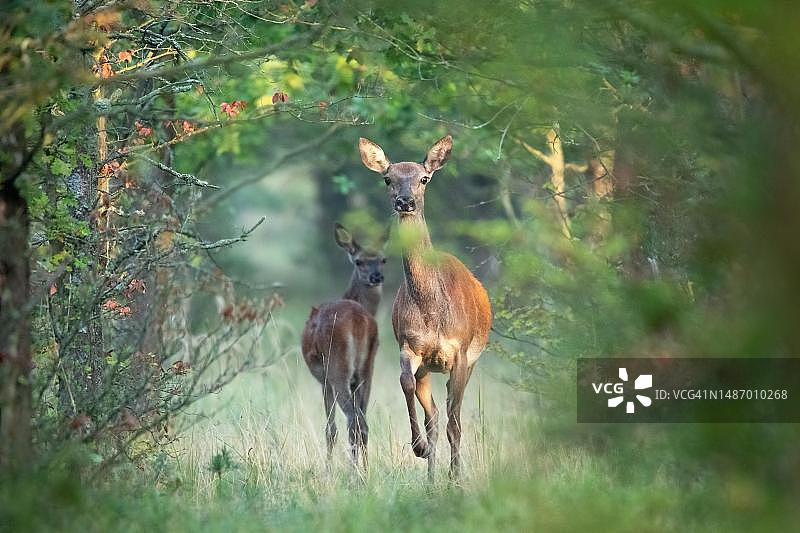 德国卢萨蒂亚森林空地上的红鹿（Cervus elaphus）母牛和小牛图片素材