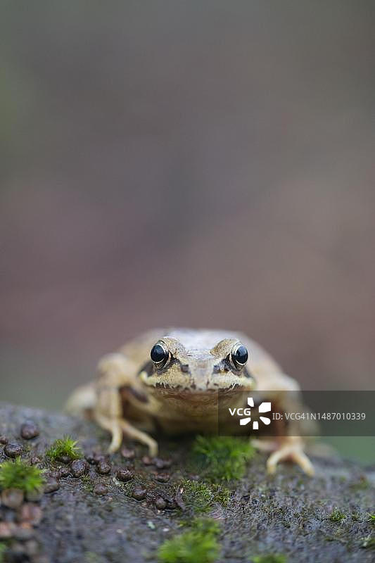 普通青蛙站在枯木上，德国北莱茵-威斯特法伦图片素材