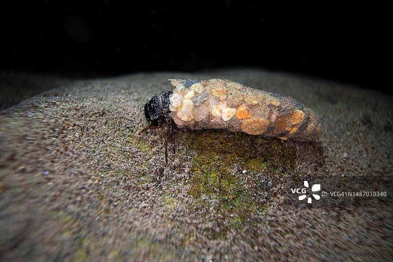 石蛾幼虫水底摄影，德国埃森图片素材