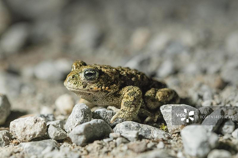北莱茵-威斯特法伦德国小石上的花背蟾蜍夜间照片图片素材