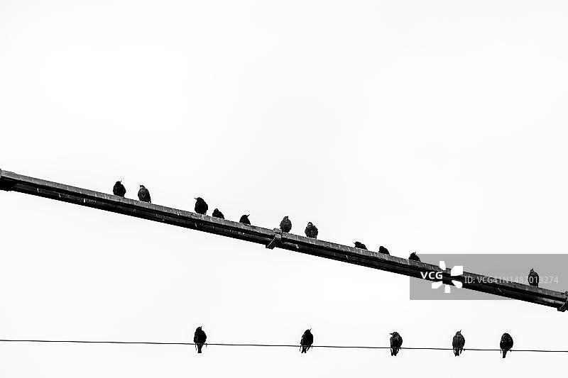 电线上的八哥图片素材