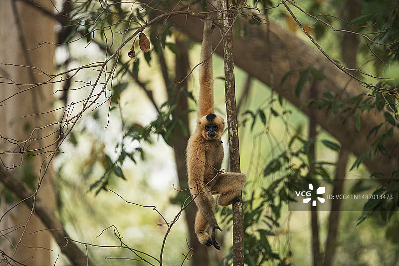 金颊长臂猿图片素材