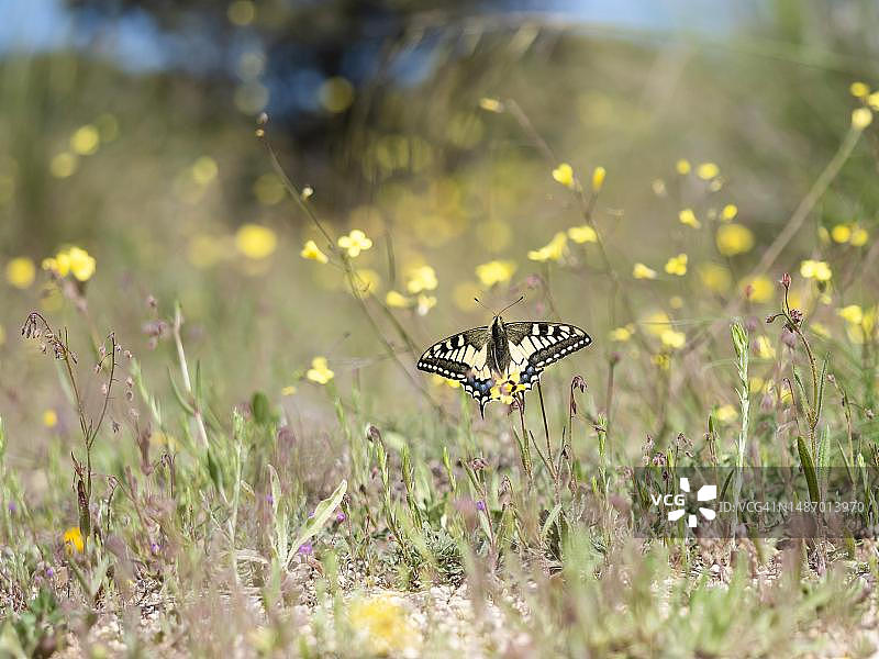 西班牙Extremadura干燥草原上的燕尾蝶图片素材