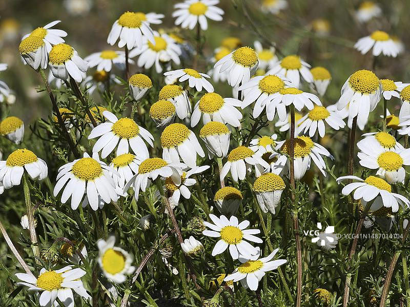 母菊（Matricaria），埃斯特雷马杜拉，西班牙图片素材