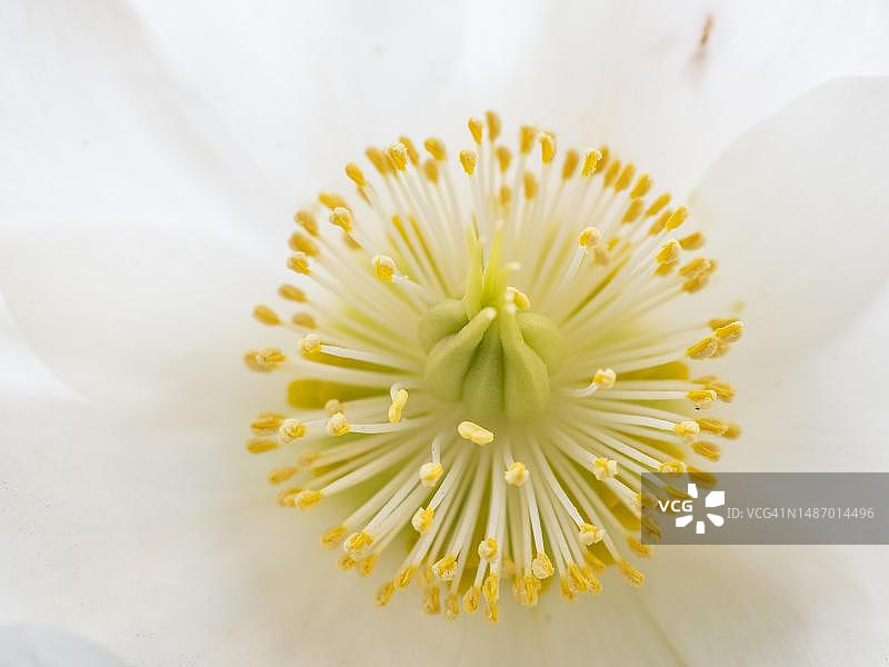 白色圣诞玫瑰花蕊细节，位于奥地利施蒂利亚州莱奥本图片素材