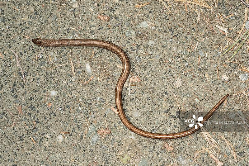 在德国巴伐利亚罗森海姆的沼泽地中的欧洲蛇蜥图片素材