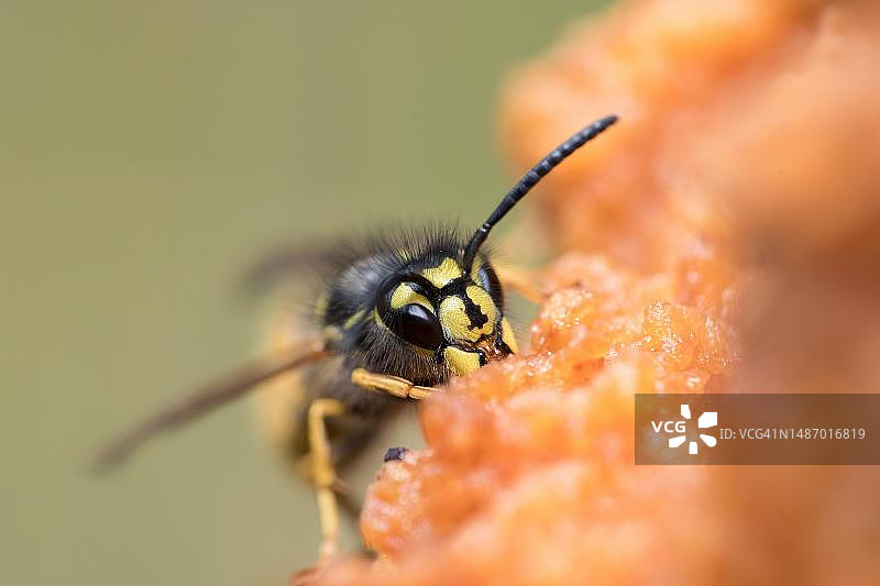 普通黄蜂停落在掉落的水果上觅食，德国图片素材