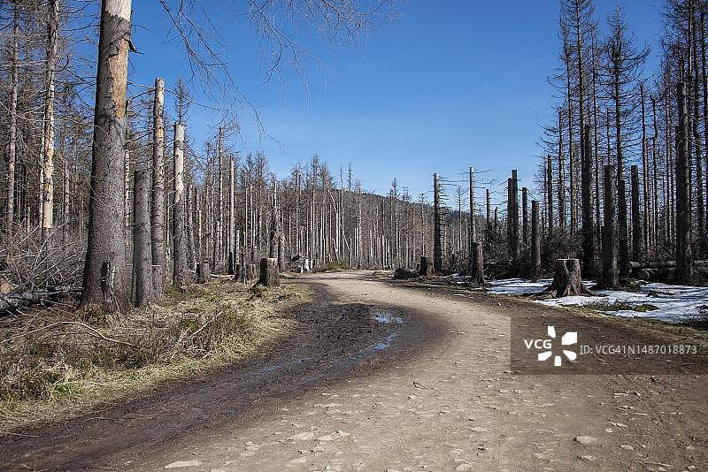 哈茨国家公园，歌德之路上的枯萎云杉（德国下萨克森州托尔夫豪斯）图片素材