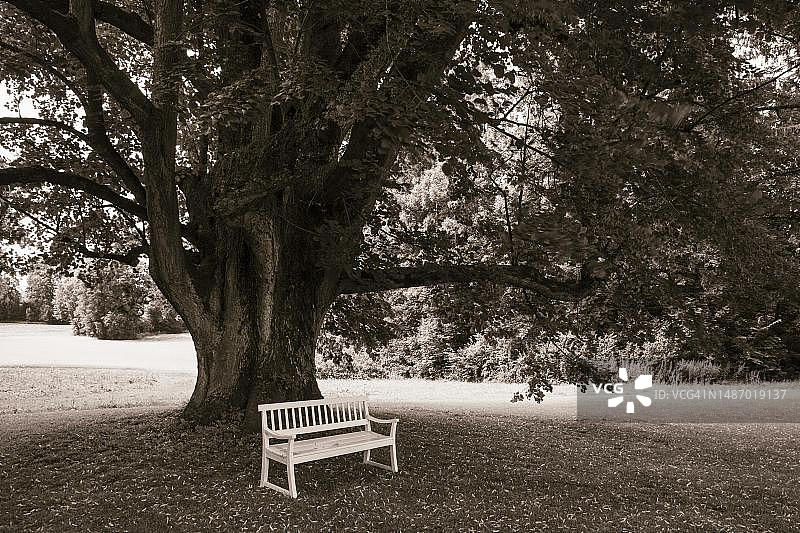 老菩提树（椴树）下的公园长椅，棕褐色，萨尔茨卡默古特，上奥地利州，奥地利图片素材