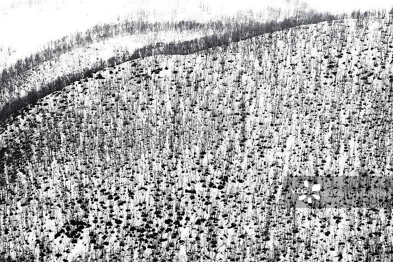 格鲁吉亚斯瓦涅季亚地区大高加索山脉乌什古里村附近的雪树结构图片素材