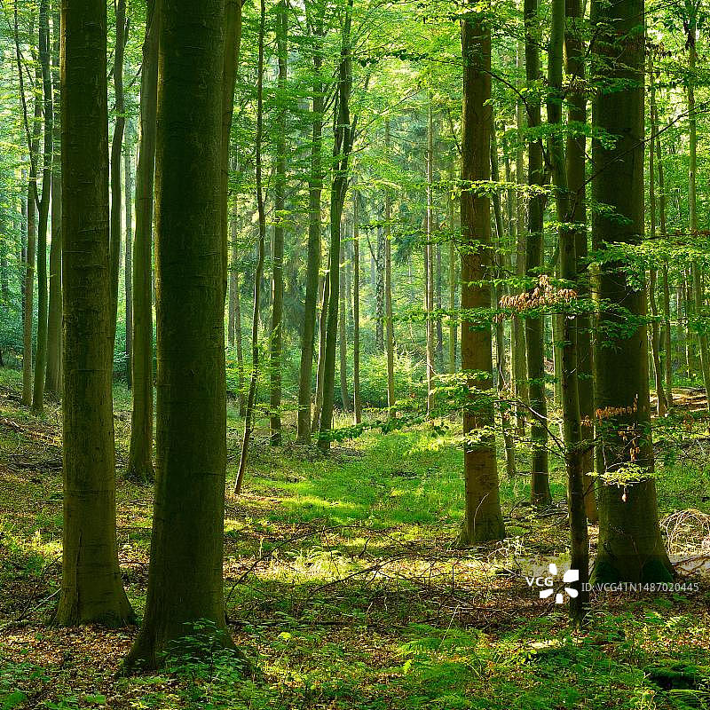 阳光明媚的山毛榉森林，位于德国萨克森-安哈尔特图片素材