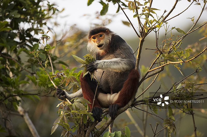 红腿白臀叶猴图片素材