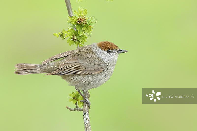 德国北莱茵-威斯特法伦州狗蔷薇上的雌性黑顶鹟图片素材