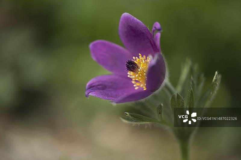 顶冰花，德国下萨克森州图片素材
